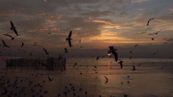 日落时飞翔的海鸥