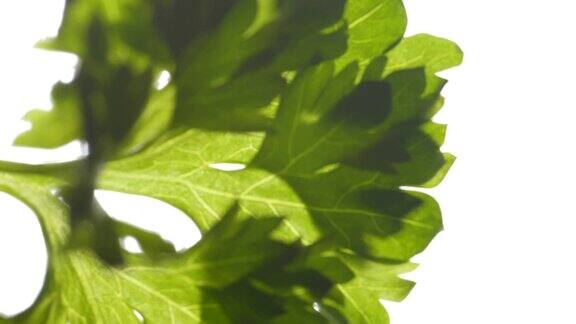 这是绿色欧芹蔬菜的微距镜头