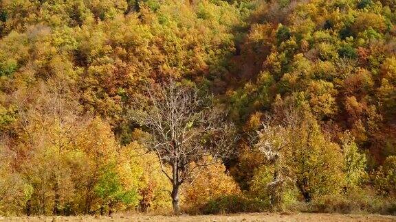 秋天的树木以树叶为大自然的背景