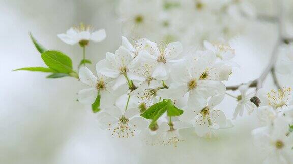 春天的花白梅花清雅干净缓慢的运动