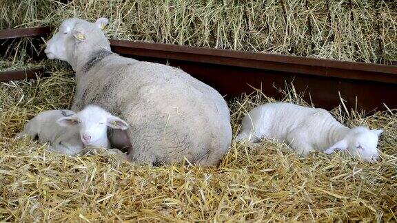 干草里的绵羊和羊羔