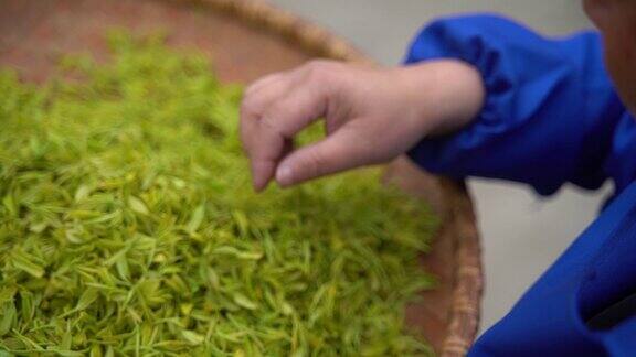 绿茶筛选工艺