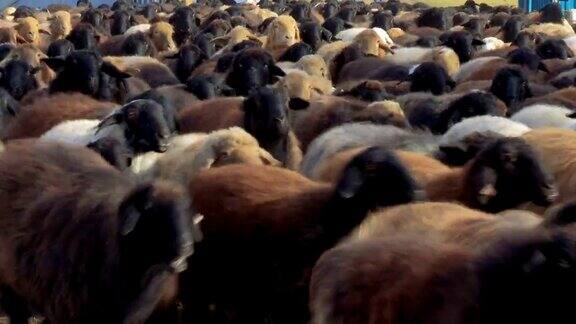羊在农场饲养羊羔绵羊在草地上吃草