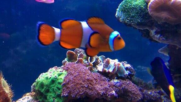 明亮的热带鱼在珊瑚间游动