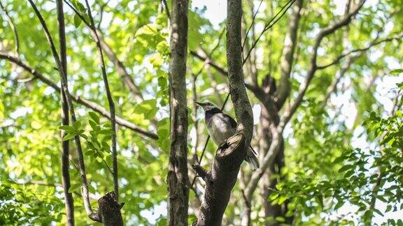 森林里树枝上的一只鸟