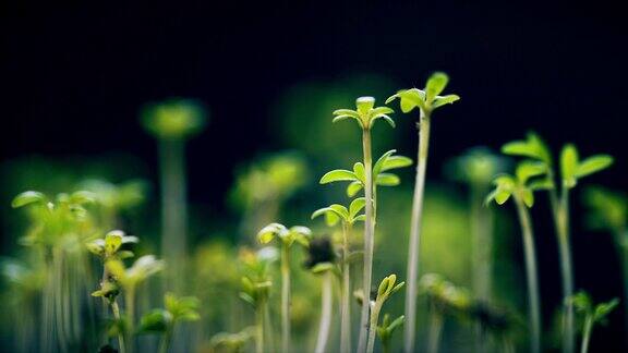 水芹沙拉植物生长芽向太阳旋转萌发时间推移新生儿进化新生命温室植物农业春季