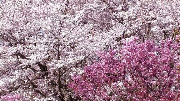 日本樱桃花丛在东京东京的ShowaKinen公园