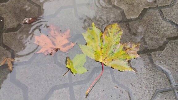 落叶在雨中