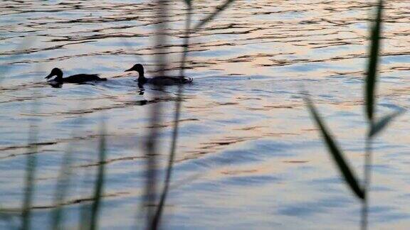 一对野鸭沿着河边游泳沿着海滩旁边的芦苇