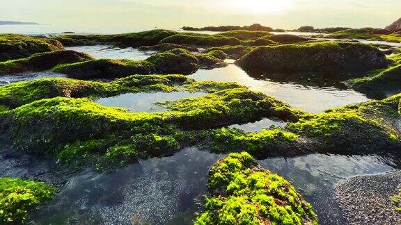 海滩上的日落海景和岩石上的海藻