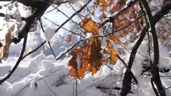 Slow-motiongoldenoakleafonsnowbranches特写1080p全高清视频