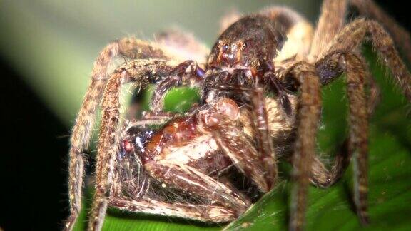 流浪蜘蛛(Ctenidae)吃另一个同类的个体