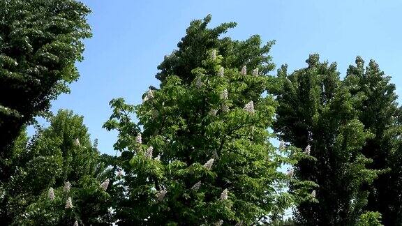 天空中栗树和白杨树的树梢