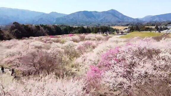 空中向后飞行飞过千姿百色的梅花树