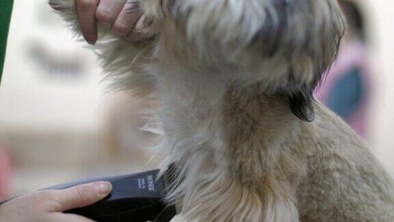 美容院的工作人员用电动剃须刀剪掉小狗多余的毛发