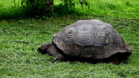 加拉帕戈斯陆龟黑龟缓慢移动