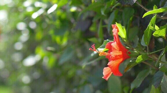 红色的芙蓉花在4k慢镜头60帧秒