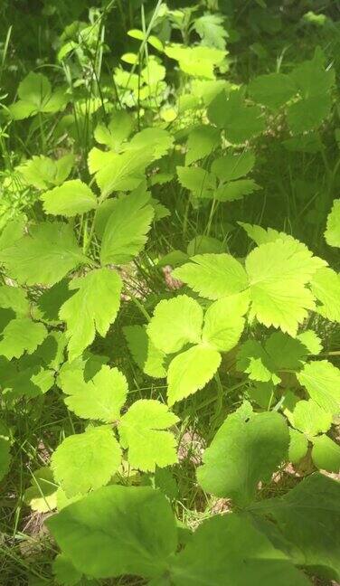 鲜绿日本三菱草药叶