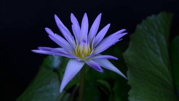 时光流逝紫色的睡莲花在池塘里开放睡莲盛开