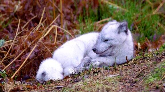 深秋北极狐躺在森林的地面上休息
