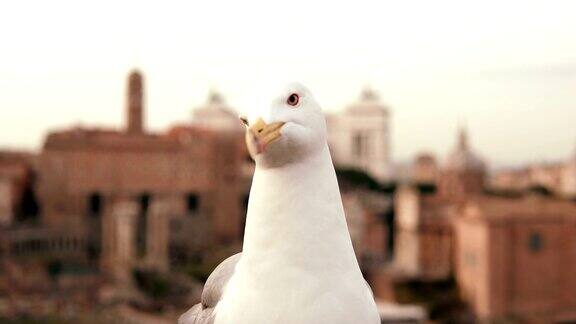 白色海鸥坐在屋顶上的特写镜头小鸟举起一只爪子和一只翅膀以古城为背景