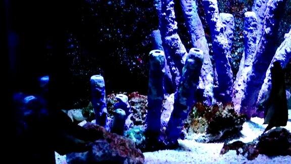 珊瑚及外来海鱼