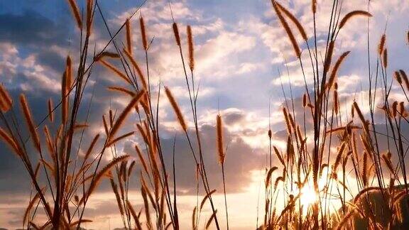 在美丽的日落天空中微风吹拂着天然草地上的草花
