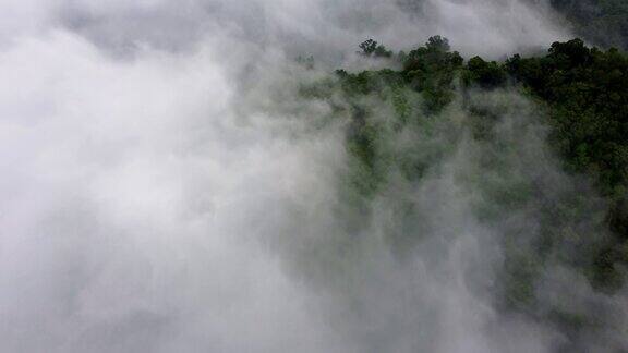 鸟瞰图高地雨林低雾云