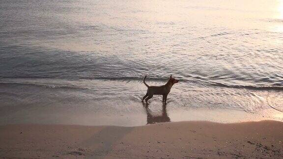 狗在沙滩上玩耍
