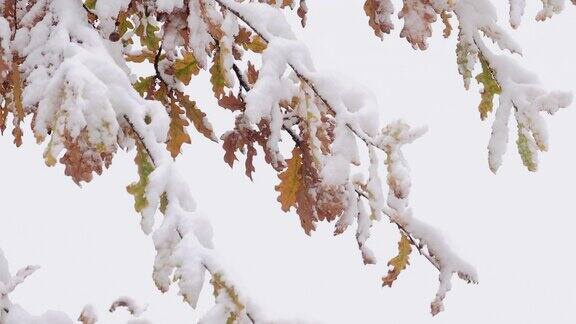 冬天白雪覆盖了橡树的树枝