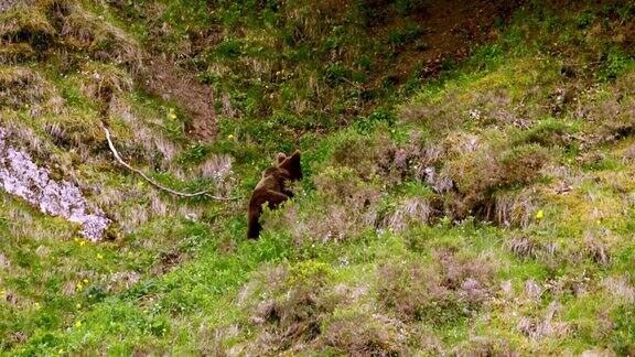 幼熊在山中觅食的细节镜头