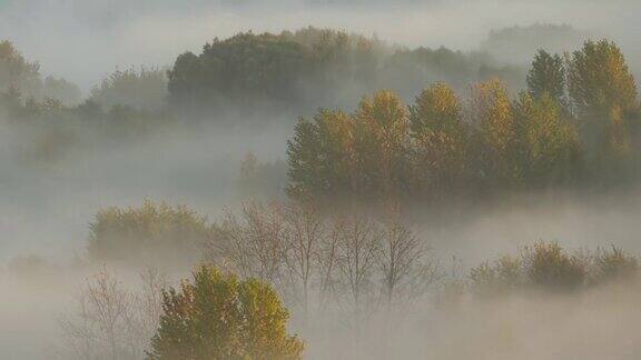 晨雾笼罩着秋天的森林