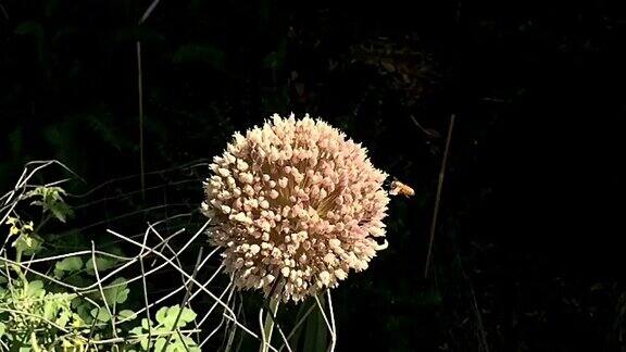 蜜蜂忙昆虫花蜜蜂
