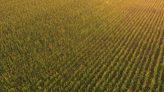 日出时分一架无人机在玉米地上空飞行