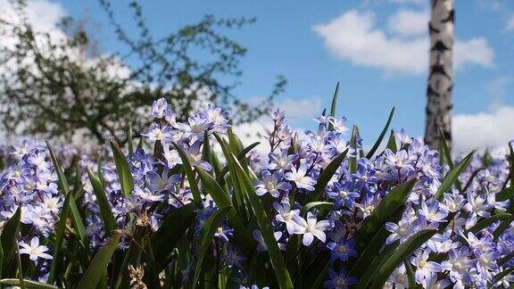 美丽的蓝色雪莲花花园里的迎春花