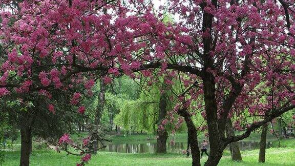 公园里春天开花的海棠树