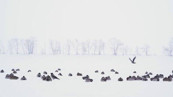 冬天的暴风雪中一群野鸭在结冰的河上筑巢