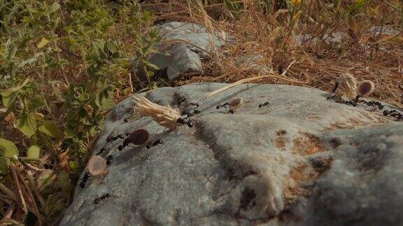 一群蚂蚁携带种子树叶和草的广角镜头