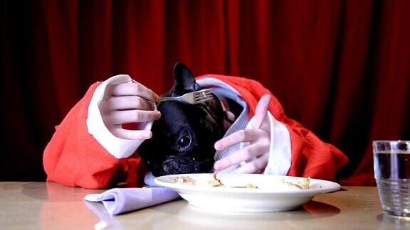 圣诞狗用手吃东西