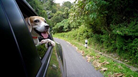 快乐的狗在车里