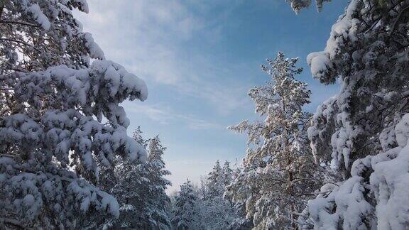 松树在雪中飘过树枝