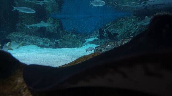 岩石上黑色黄貂鱼后面的蓝色海洋生物