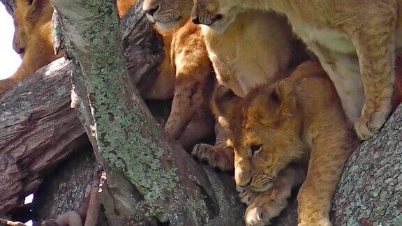 骄傲的狮子在树上