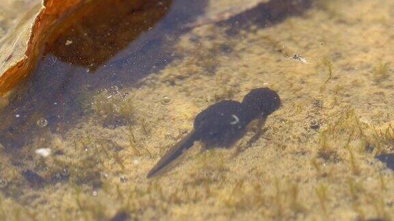 蝌蚪在池塘