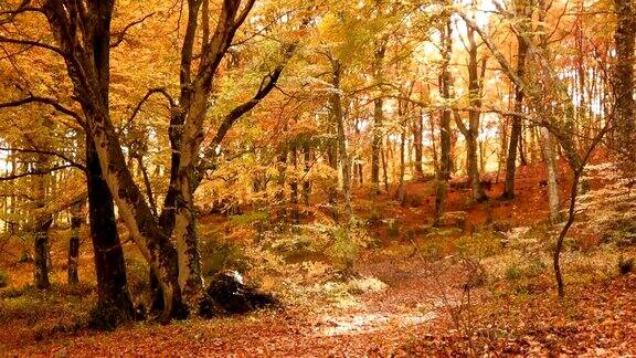意大利拉齐奥MontiCimini的树叶山毛榉的秋色以红叶为背景的山毛榉