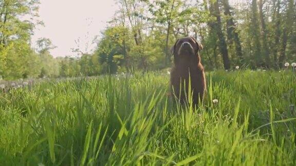 SLOMO拉布拉多犬坐在草地上
