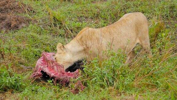 雌狮正在吃角马的尸体