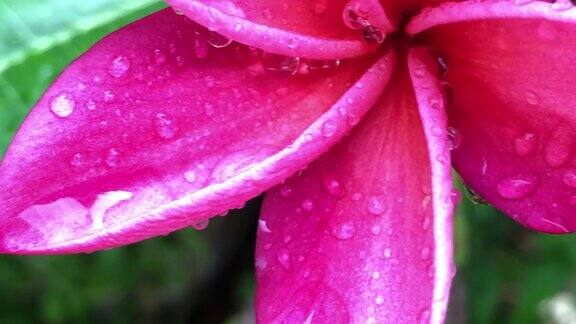 特写粉鸡蛋花与雨滴