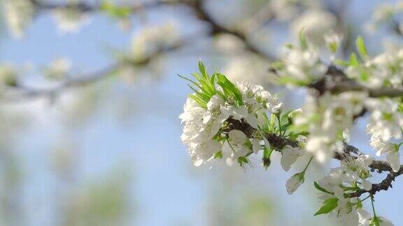 美丽的中国东方梅花盛开在白色的春天