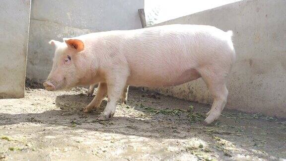 猪在农场生活